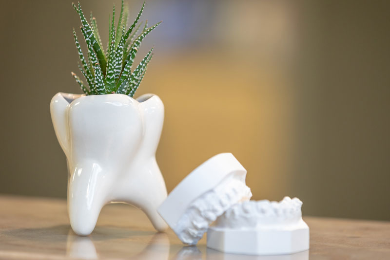 tooth model